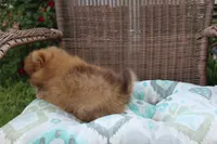 Delilah, a female Pomeranian for sale in Russellville, KY – Photo 7 of 8