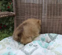 Delilah, a female Pomeranian for sale in Russellville, KY – Photo 2 of 8