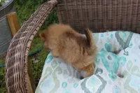 Delilah, a female Pomeranian for sale in Russellville, KY – Photo 4 of 8