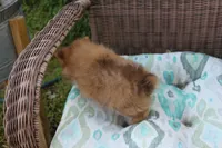 Delilah, a female Pomeranian for sale in Russellville, KY – Photo 5 of 8