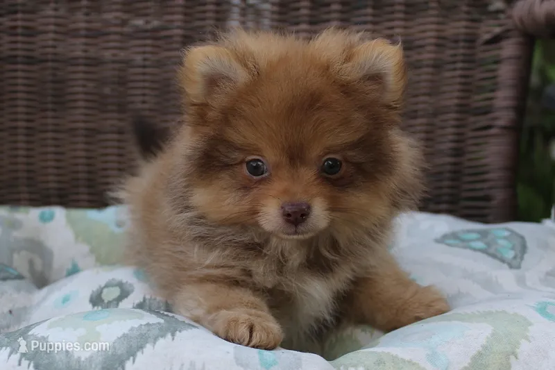 Delilah – Pomeranian puppy for sale in Russellville, KY