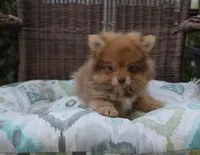 Delilah, a female Pomeranian for sale in Russellville, KY – Photo 3 of 8