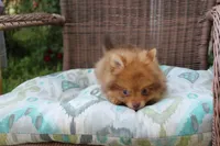 Delilah, a female Pomeranian for sale in Russellville, KY – Photo 6 of 8