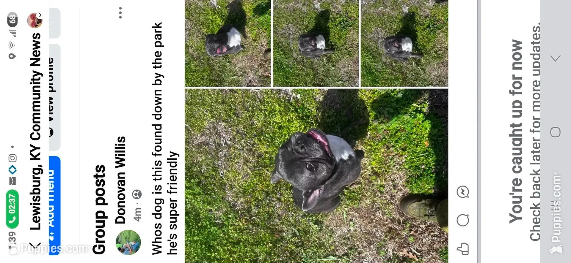 Becky, a female Boston Terrier for sale in Russellville, KY – Photo 5 of 5