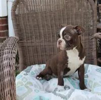 Becky, a female Boston Terrier for sale in Russellville, KY – Photo 2 of 5