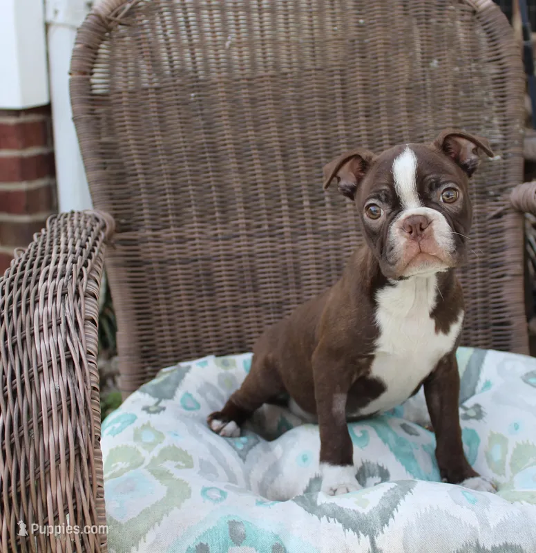 Becky – Boston Terrier puppy for sale in Russellville, KY