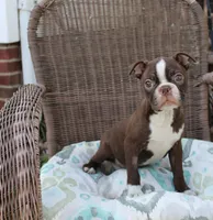 Becky, a female Boston Terrier for sale in Russellville, KY – Photo 1 of 5