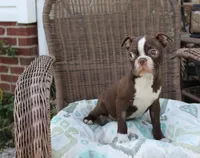 Becky, a female Boston Terrier for sale in Russellville, KY – Photo 3 of 5