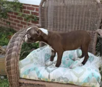 Becky, a female Boston Terrier for sale in Russellville, KY – Photo 4 of 5