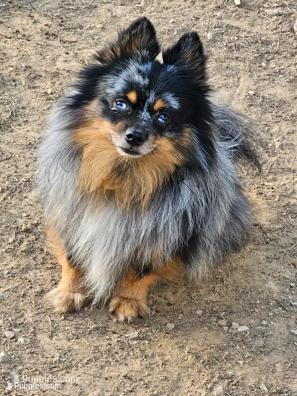 Blue boy (Blue)  – Pomeranian puppy for sale in Russellville, KY
