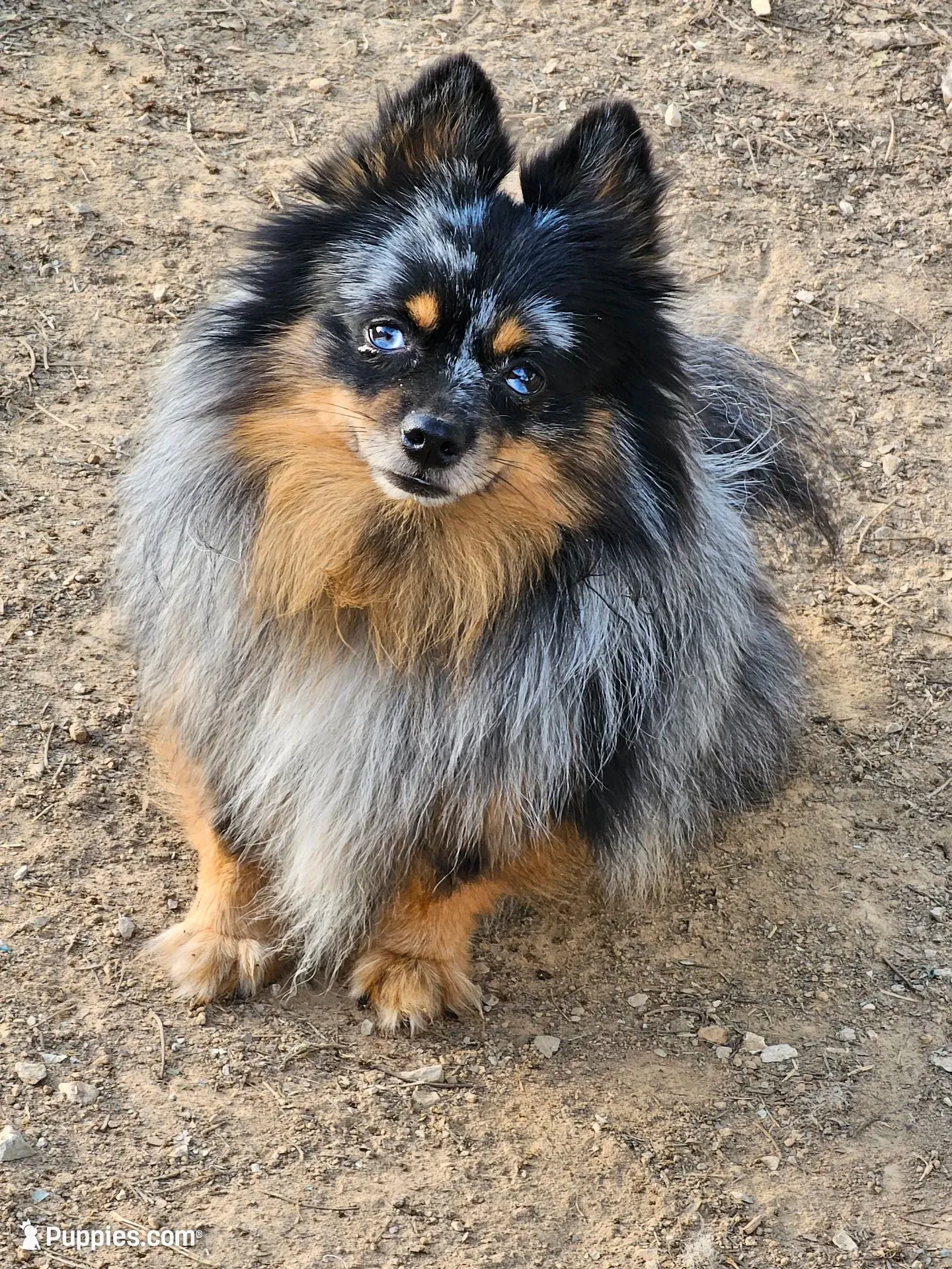 Charlie , a male Pomeranian for sale in Russellville, KY – 3 of 9