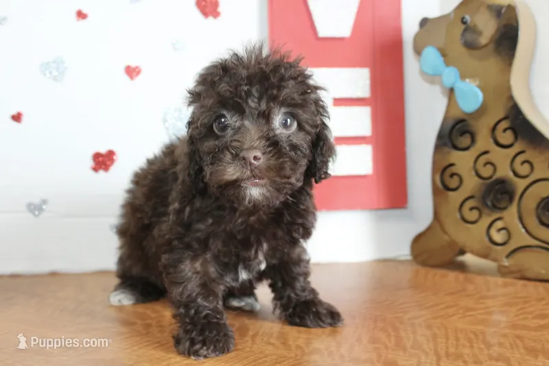Brownie – Yorkipoo, Yorkshire Terrier puppy for sale in Russellville, KY