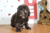 Brownie, a female Yorkipoo and Yorkshire Terrier for sale in Russellville, KY – 1 of 7