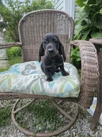 Weiner Dan, a male Miniature Dachshund for sale in Russellville, KY – 3 of 10