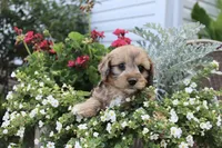 Peter Pan(chocolate merel), a male Cockapoo and Poodle - Toy  for sale in Russellville, KY – 5 of 8