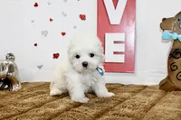 Casper, a male Maltipoo and Maltese for sale in Russellville, KY – 2 of 5