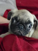 Pugtunia "Purebred", a female Pug for sale in Russellville, KY – 2 of 6