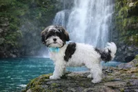 Banjo 6lbs, a male Shih Tzu and Shorkie for sale in Russellville, KY – Photo 2 of 8