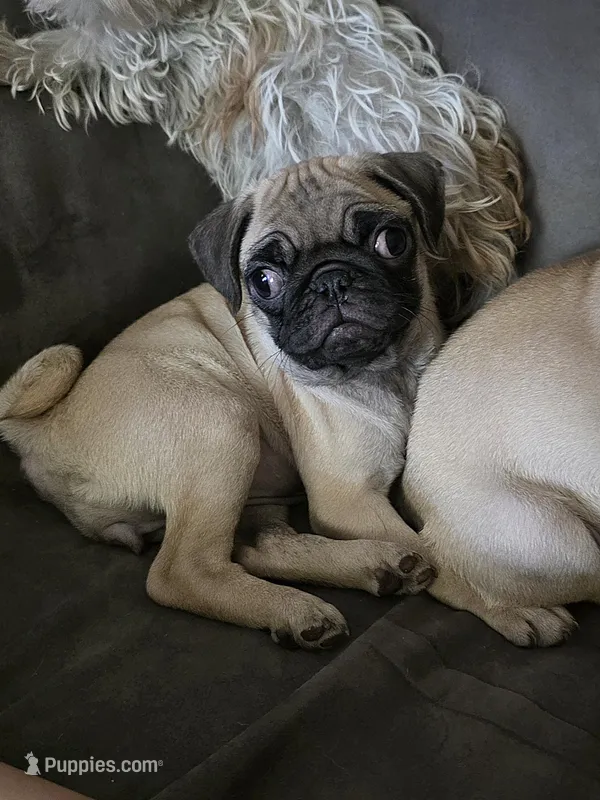Pugtunia "Purebred" – Pug puppy for sale in Russellville, KY
