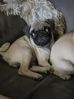 Pugtunia "Purebred", a female Pug for sale in Russellville, KY – 6 of 6