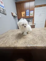 Snuggles (Toy), a male Maltipoo and Maltese for sale in Russellville, KY – Photo 2 of 6