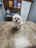 Snuggles (Toy), a male Maltipoo and Maltese for sale in Russellville, KY – Photo 5 of 6