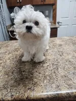 Snuggles (Toy), a male Maltipoo and Maltese for sale in Russellville, KY – Photo 1 of 6