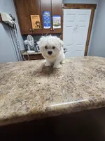 Snuggles (Toy), a male Maltipoo and Maltese for sale in Russellville, KY – Photo 3 of 6