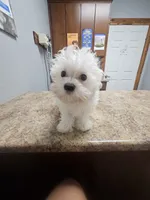 Snuggles (Toy), a male Maltipoo and Maltese for sale in Russellville, KY – Photo 4 of 6