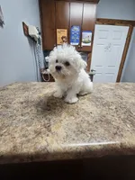 Snuggles (Toy), a male Maltipoo and Maltese for sale in Russellville, KY – Photo 6 of 6