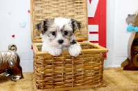 Honey, a female Yorkshire Terrier and Morkie for sale in Russellville, KY – 3 of 5