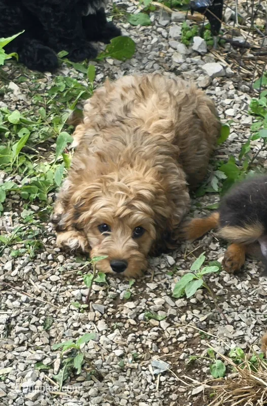 Peter Pan – Cockapoo, Poodle - Toy  puppy for sale in Russellville, KY