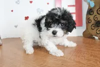 Pookie, a female Yorkipoo and Yorkshire Terrier for sale in Russellville, KY – 1 of 6