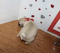 Pugetta, a female Pug for sale in Russellville, KY – 3 of 7