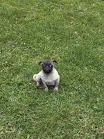 Peanut, a female Pug for sale in Russellville, KY – 8 of 10