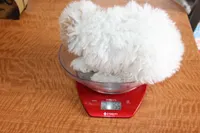 Curly Sue, a female Yorkipoo and Yorkshire Terrier for sale in Russellville, KY – 4 of 5