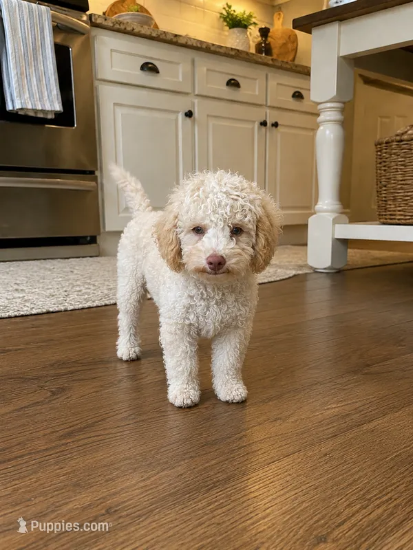Tiny Tim toy size green eyes – Poodle - Toy , Miniature Aussiedoodle puppy for sale in Russellville, KY