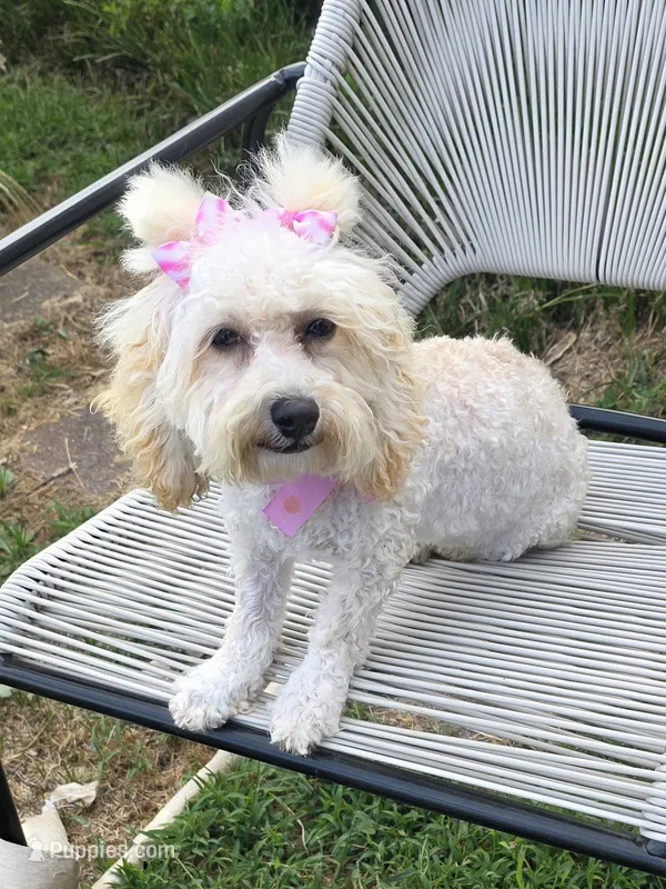 Princess fluff – Cockapoo, Poodle - Toy  puppy for sale in Russellville, KY