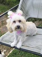 Princess fluff, a female Cockapoo and Cocker Spaniel for sale in Russellville, KY – 5 of 9