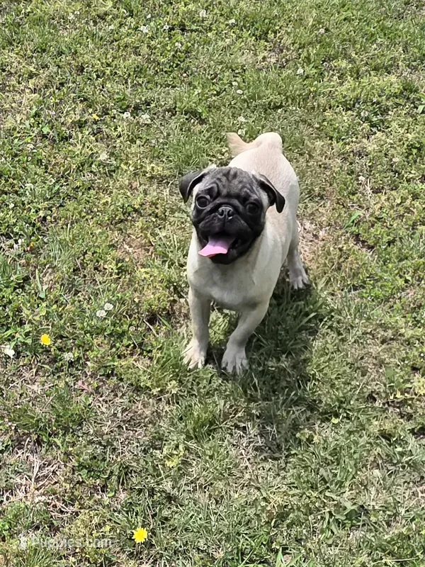 Petey – Pug puppy for sale in Russellville, KY