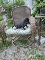 Doug, a male Miniature Dachshund for sale in Russellville, KY – 8 of 9
