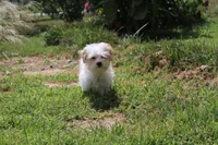 Lilly (toy size 5~6 lbs), a female Maltese and Yorkshire Terrier for sale in Russellville, KY – 3 of 6