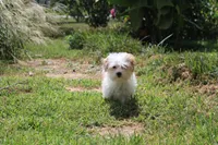 Lilly (toy size 5~6 lbs), a female Maltese and Yorkshire Terrier for sale in Russellville, KY – 2 of 6