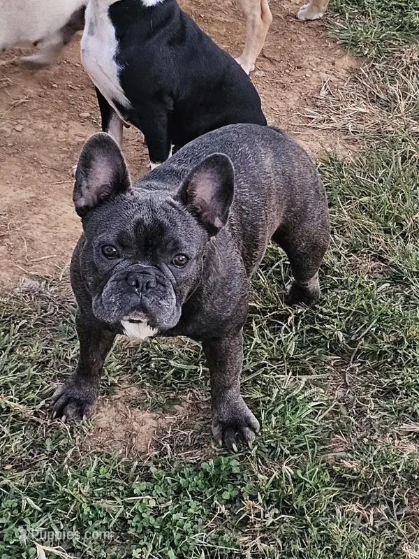 Fendi – French Bulldog puppy for sale in Russellville, KY