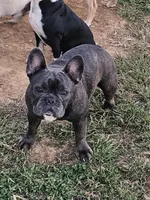 Fendi, a female French Bulldog for sale in Russellville, KY – Photo 3 of 3