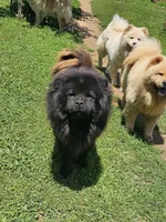Smokey, a male Chow Chow for sale in Russellville, KY – Photo 2 of 2