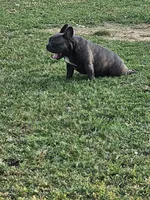 Fendi, a female French Bulldog for sale in Russellville, KY – Photo 2 of 3