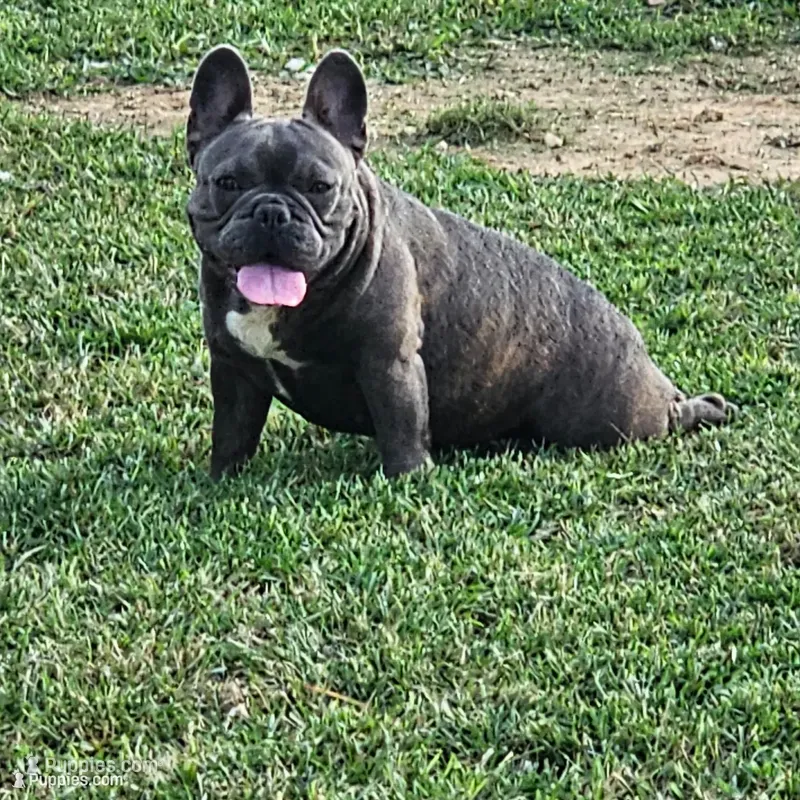 Fendi – French Bulldog puppy for sale in Russellville, KY