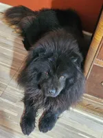 Smokey, a male Chow Chow for sale in Russellville, KY – Photo 1 of 2