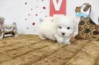 Frosty, a male Maltipoo and Maltese for sale in Russellville, KY – 3 of 6